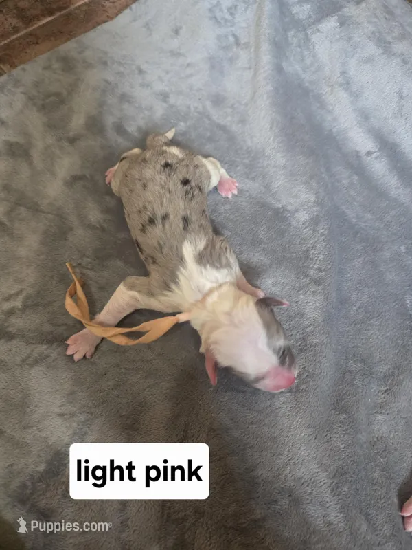 Rose (light pink collar) – Sheepadoodle puppy for sale in Canton, OH