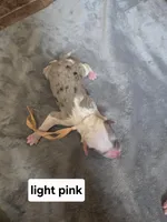 Rose (light pink collar), a female Sheepadoodle for sale in Canton, OH – Photo 1 of 5