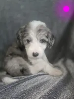 Daisy (dark pink collar), a female Sheepadoodle for sale in Canton, OH – 1 of 8