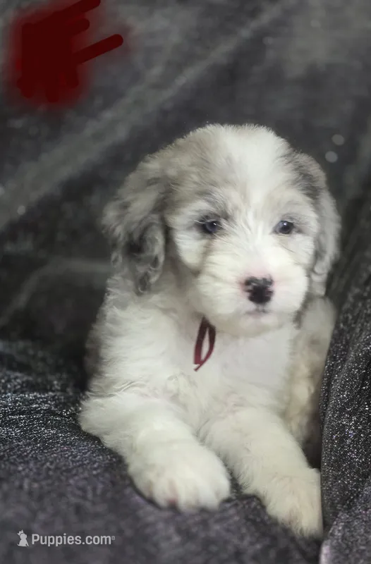 Lilly ( maroon collar) – Sheepadoodle puppy for sale in Canton, OH