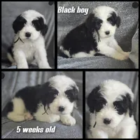Aster (black collar), a male Sheepadoodle for sale in Canton, OH – 2 of 7