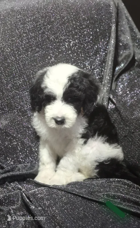 Hibiscus (green collar) – Sheepadoodle puppy for sale in Canton, OH