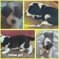 Iris (yellow collar), a female Sheepadoodle for sale in Canton, OH – 3 of 7