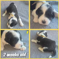 Iris (yellow collar), a female Sheepadoodle for sale in Canton, OH – 4 of 7
