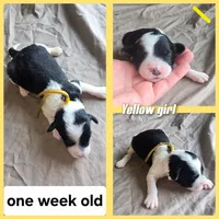 Iris (yellow collar), a female Sheepadoodle for sale in Canton, OH – 5 of 7