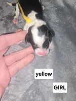 Iris (yellow collar), a female Sheepadoodle for sale in Canton, OH – Photo 2 of 5