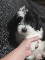 Iris (yellow collar), a female Sheepadoodle for sale in Canton, OH – 2 of 10