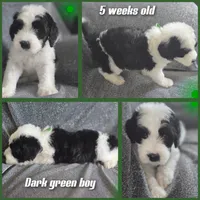 Hibiscus (green collar), a male Sheepadoodle for sale in Canton, OH – 2 of 7
