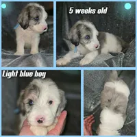 Lotus (light blue collar), a male Sheepadoodle for sale in Canton, OH – 2 of 8