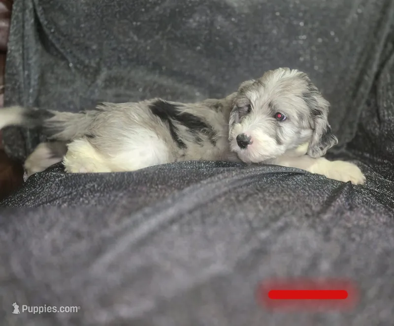 Begonia (red collar) – Sheepadoodle puppy for sale in Canton, OH