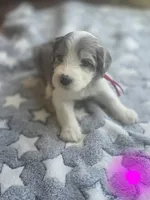 Daisy (dark pink collar), a female Sheepadoodle for sale in Canton, OH – 3 of 8