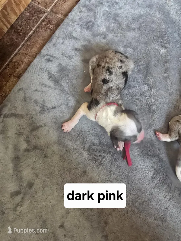 Daisy (dark pink collar) – Sheepadoodle puppy for sale in Canton, OH