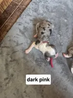 Daisy (dark pink collar), a female Sheepadoodle for sale in Canton, OH – Photo 1 of 5