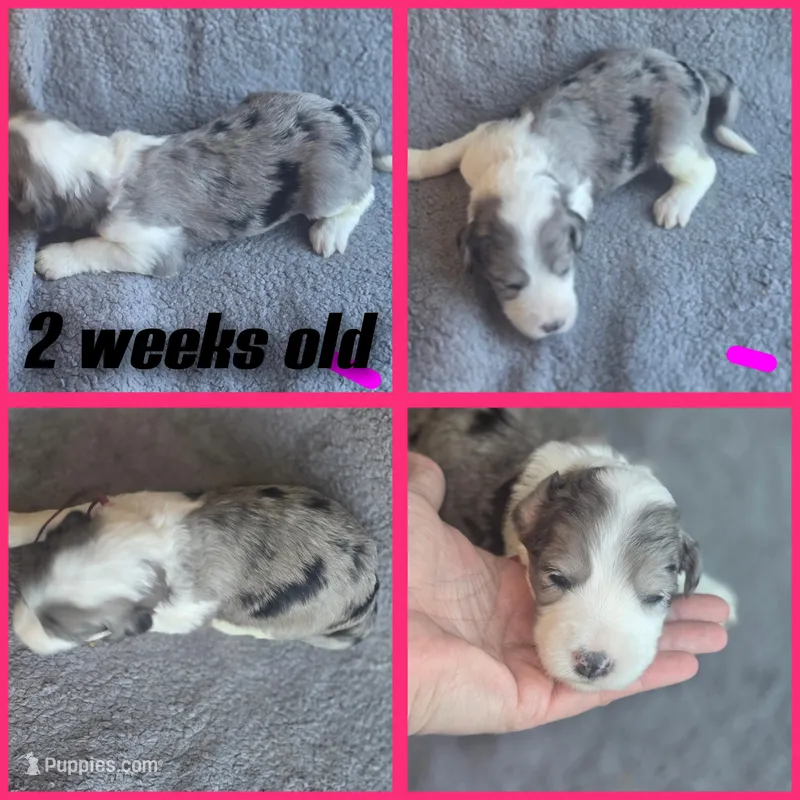 Daisy (dark pink collar) – Sheepadoodle puppy for sale in Canton, OH
