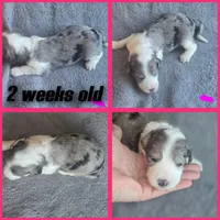 Daisy (dark pink collar), a female Sheepadoodle for sale in Canton, OH – 5 of 8