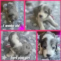 Daisy (dark pink collar), a female Sheepadoodle for sale in Canton, OH – 4 of 8