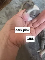 Daisy (dark pink collar), a female Sheepadoodle for sale in Canton, OH – Photo 2 of 5