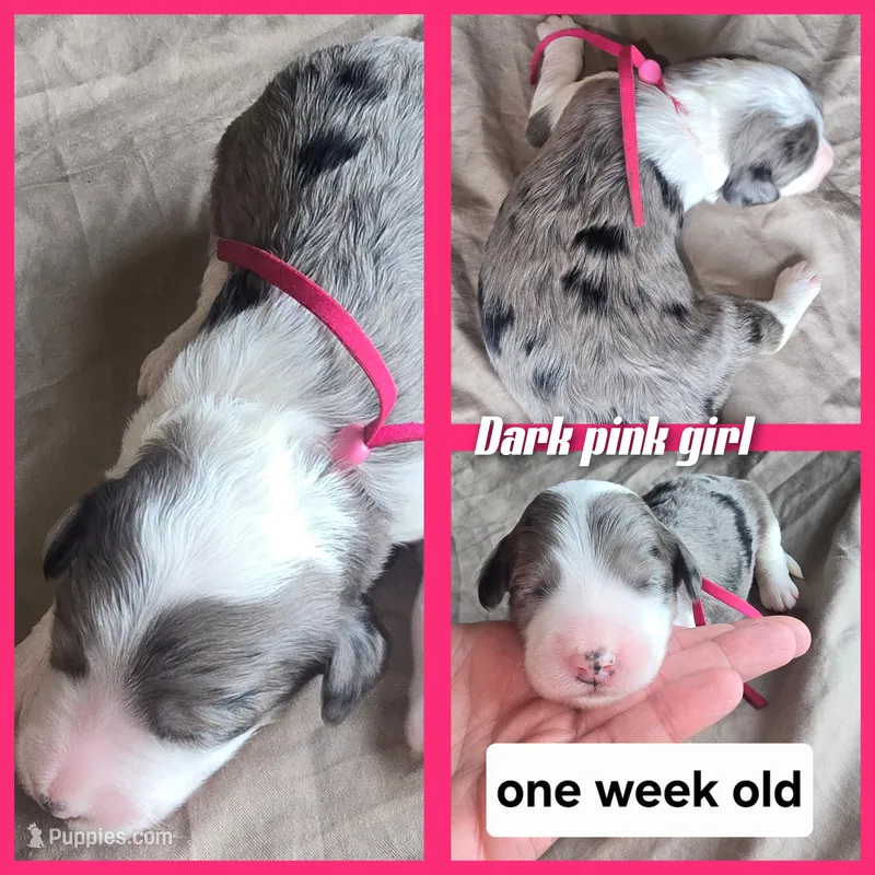 Daisy (dark pink collar) – Sheepadoodle puppy for sale in Canton, OH