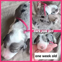 Daisy (dark pink collar), a female Sheepadoodle for sale in Canton, OH – 8 of 8