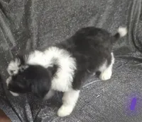 Jasmine ( purple collar), a female Sheepadoodle for sale in Canton, OH – 3 of 10