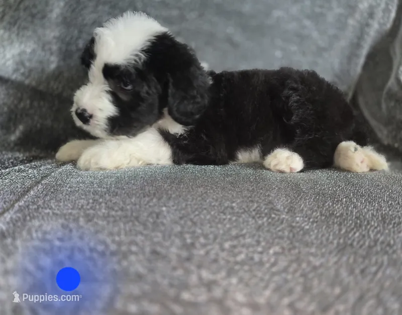 Hosta (dark blue collar) – Sheepadoodle puppy for sale in Canton, OH