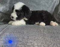 Hosta (dark blue collar), a male Sheepadoodle for sale in Canton, OH – 1 of 7
