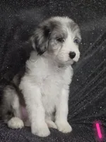 Daisy (dark pink collar), a female Sheepadoodle for sale in Canton, OH – 2 of 10