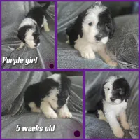 Jasmine ( purple collar), a female Sheepadoodle for sale in Canton, OH – 2 of 7