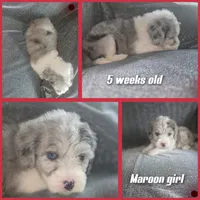 Lilly ( maroon collar), a female Sheepadoodle for sale in Canton, OH – 2 of 8