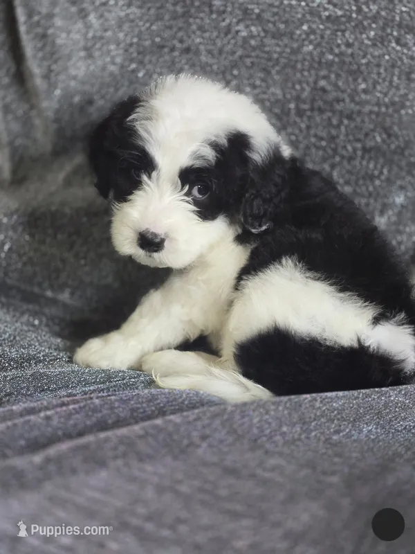 Aster (black collar) – Sheepadoodle puppy for sale in Canton, OH