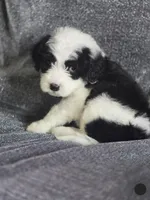 Aster (black collar), a male Sheepadoodle for sale in Canton, OH – 1 of 7
