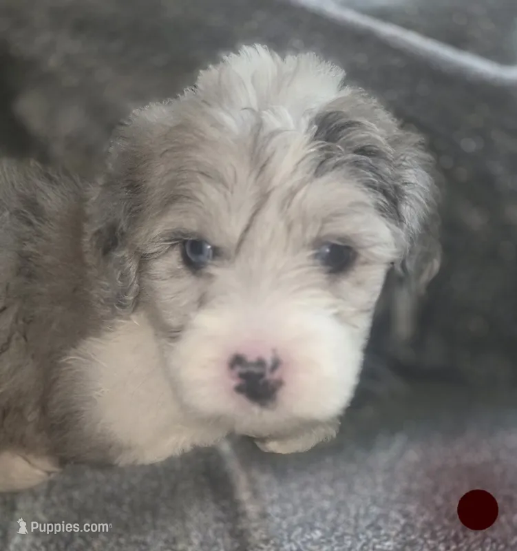 Lilly ( maroon collar) – Sheepadoodle puppy for sale in Canton, OH