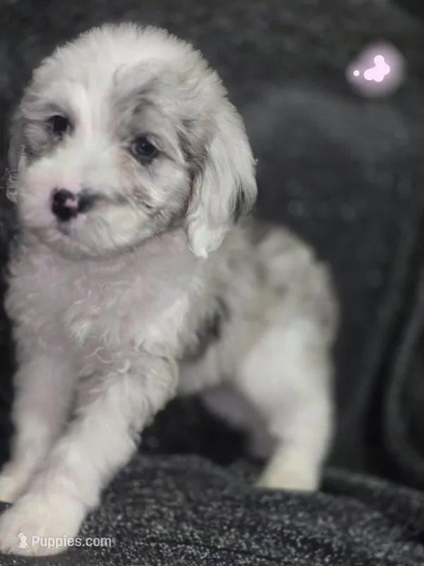 Rose (light pink collar) – Sheepadoodle puppy for sale in Canton, OH