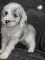 Rose (light pink collar), a female Sheepadoodle for sale in Canton, OH – 1 of 10