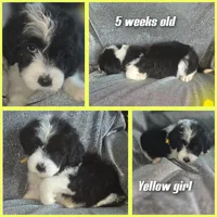 Iris (yellow collar), a female Sheepadoodle for sale in Canton, OH – 2 of 7