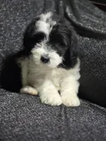 Iris (yellow collar), a female Sheepadoodle for sale in Canton, OH – 3 of 10