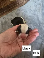 Aster (black collar), a male Sheepadoodle for sale in Canton, OH – Photo 2 of 5