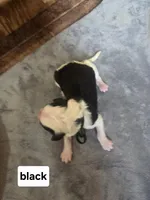 Aster (black collar), a male Sheepadoodle for sale in Canton, OH – Photo 1 of 5