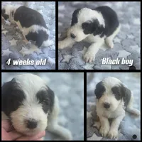 Aster (black collar), a male Sheepadoodle for sale in Canton, OH – 3 of 7
