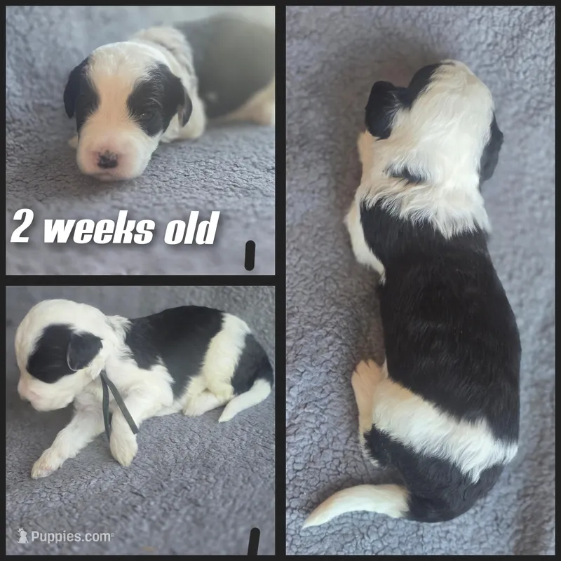 Aster (black collar) – Sheepadoodle puppy for sale in Canton, OH