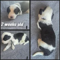 Aster (black collar), a male Sheepadoodle for sale in Canton, OH – 4 of 7