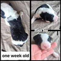 Aster (black collar), a male Sheepadoodle for sale in Canton, OH – 5 of 7