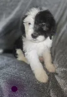Jasmine ( purple collar), a female Sheepadoodle for sale in Canton, OH – 1 of 7