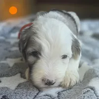 Orchid (orange collar), a male Sheepadoodle for sale in Canton, OH – 4 of 9