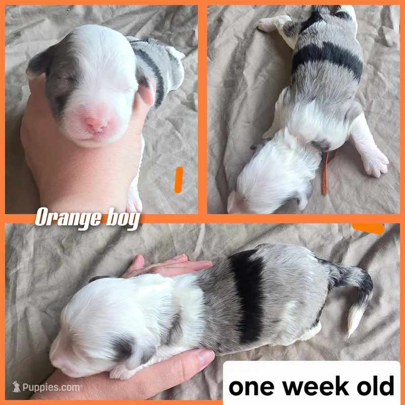 Orchid (orange collar) – Sheepadoodle puppy for sale in Canton, OH