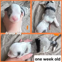 Orchid (orange collar), a male Sheepadoodle for sale in Canton, OH – 9 of 9