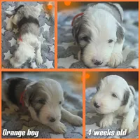 Orchid (orange collar), a male Sheepadoodle for sale in Canton, OH – 5 of 9