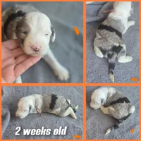 Orchid (orange collar), a male Sheepadoodle for sale in Canton, OH – 6 of 9
