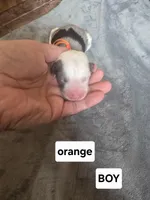 Orchid (orange collar), a male Sheepadoodle for sale in Canton, OH – Photo 2 of 5