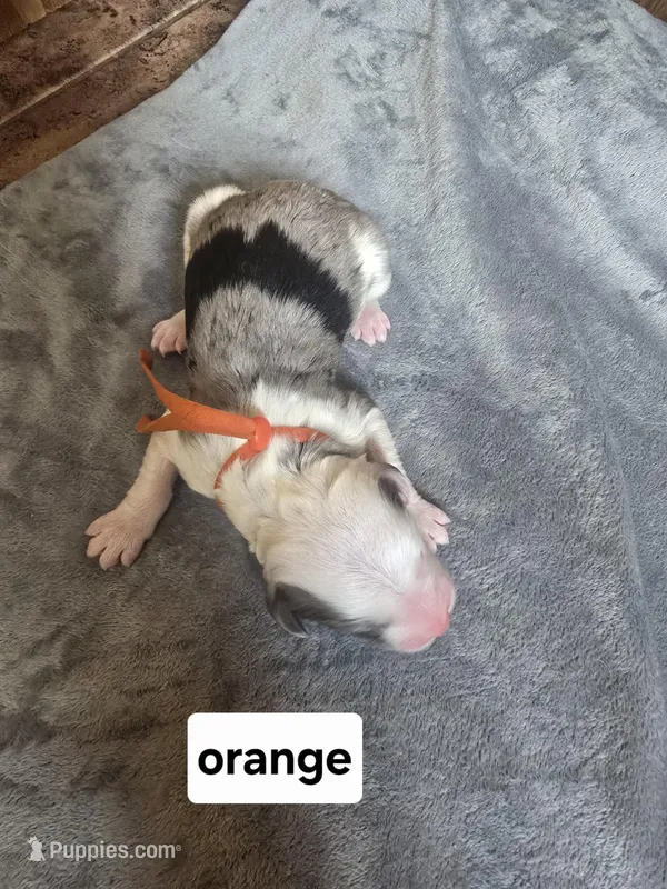 Orchid (orange collar) – Sheepadoodle puppy for sale in Canton, OH